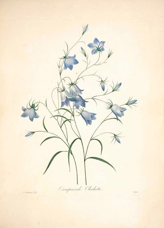 Bellflower, blueflowers, botanical