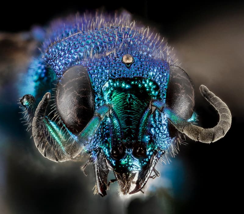 Chrysidid Wasp 2014-07-02-09.15.31 ZS PMax