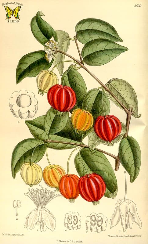Botanical, botany, botanyillustration