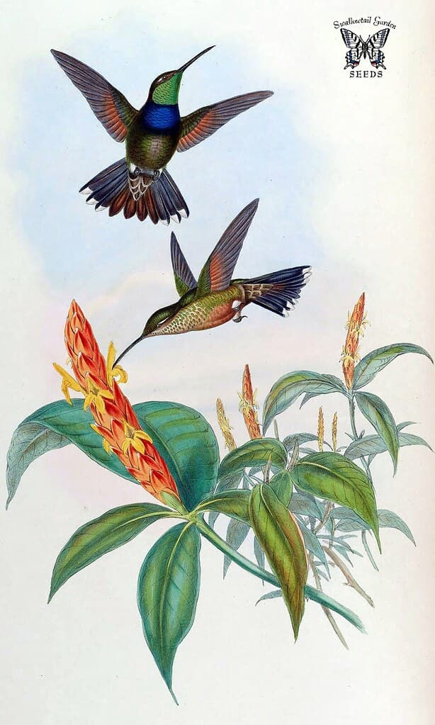 Thcentury, attractshummingbirds, botanical
