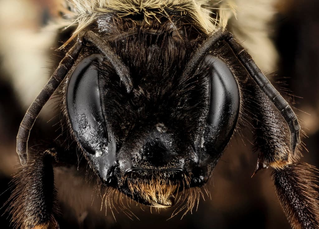 Aculeata, animal, animalia