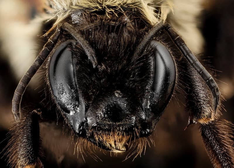 Aculeata, animal, animalia