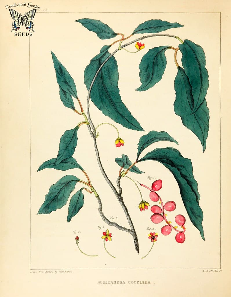 Thcentury, afloraofnorthamerica, attribution