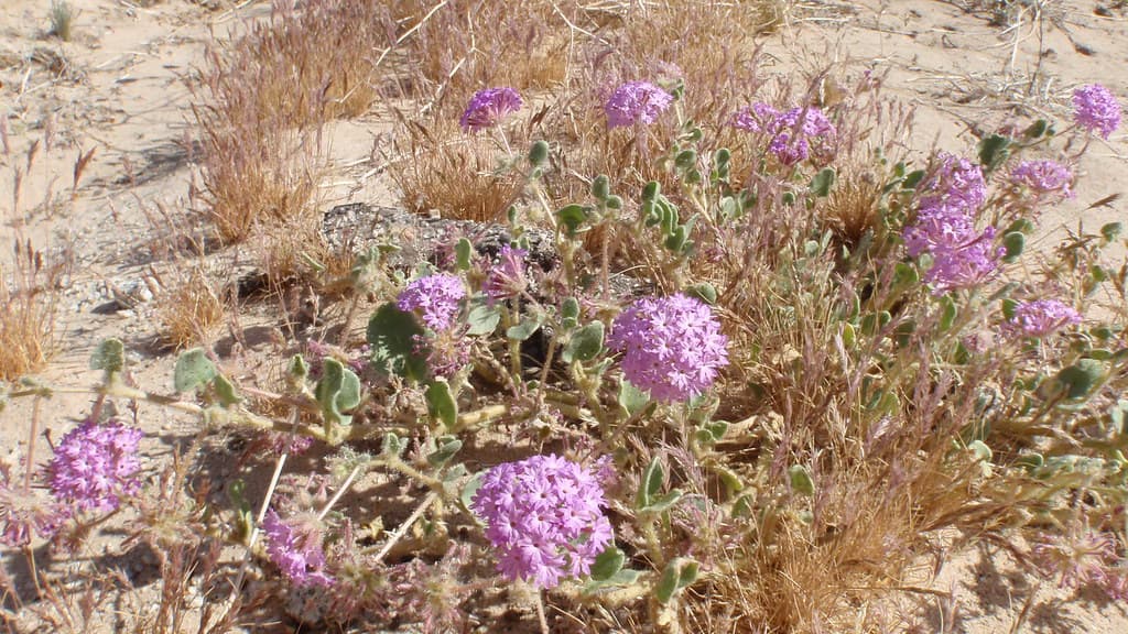 Desert sand verbena (Abronia villosa)