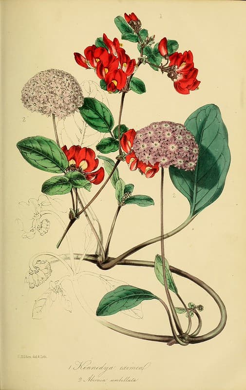 Abronia, abroniaumbellata, botanical
