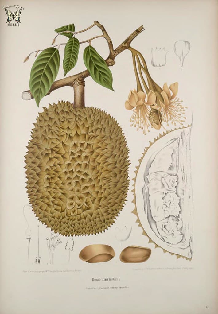 Thcentury, botanical, botany