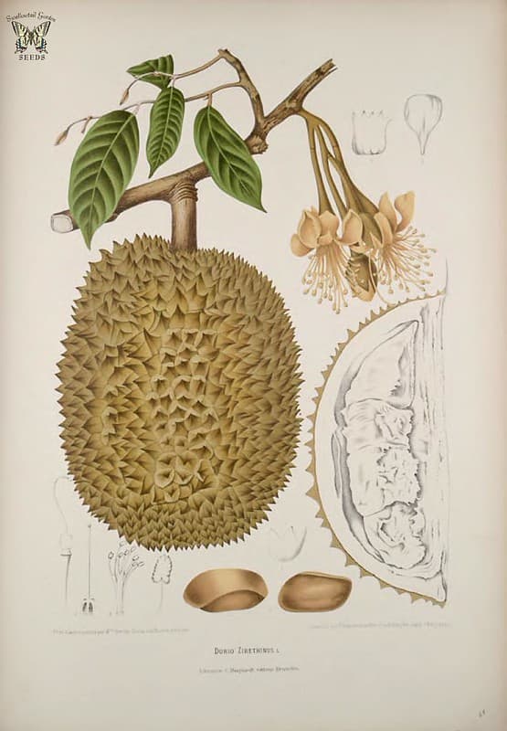 Thcentury, botanical, botany
