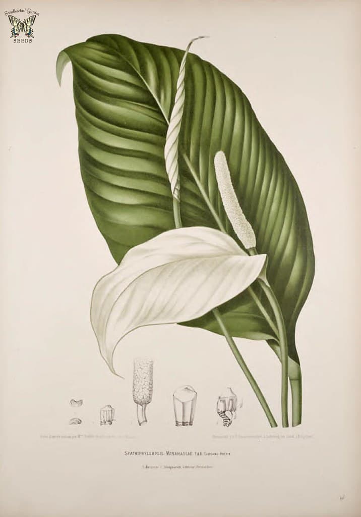 Thcentury, botanical, botany