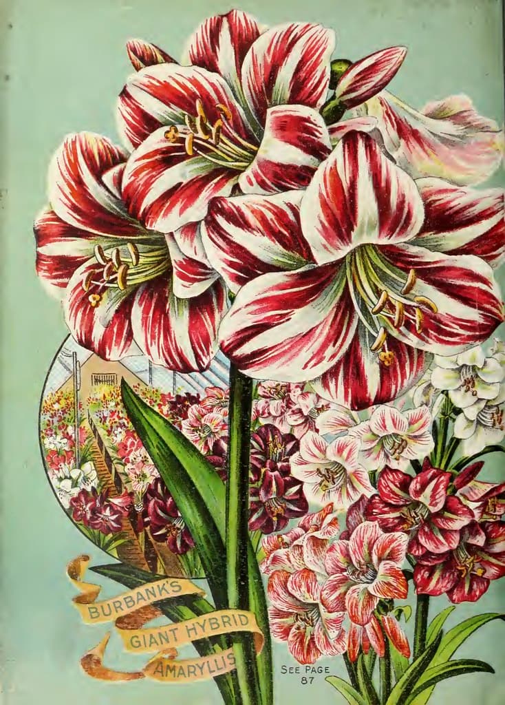 Amaryllis Burbank's giant hybrid. John Lewis Childs, Inc. (1892)