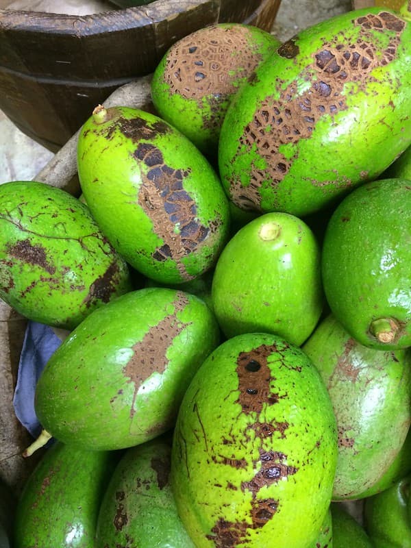 Mechanical, rubbing injury to avocado fruit