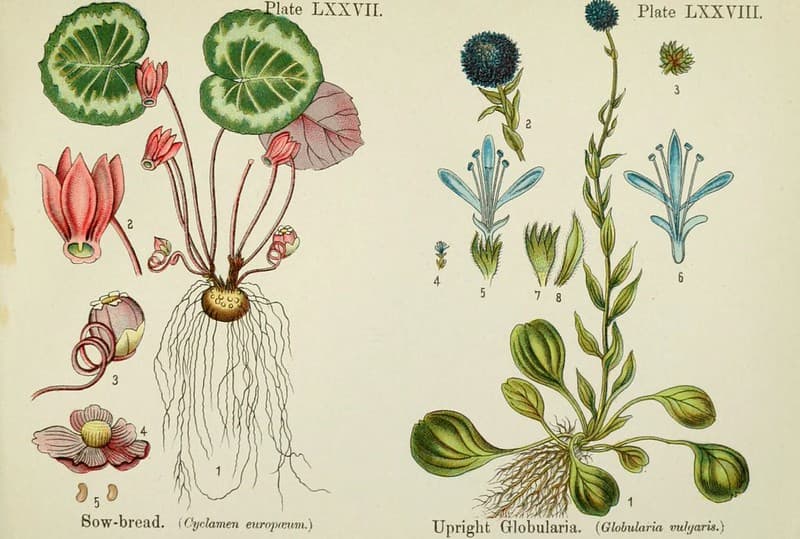 Botanical, botany, cyclamen