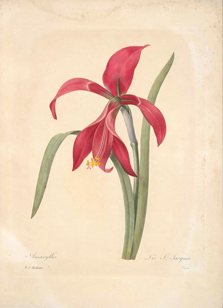 Botanical, botany, flowers