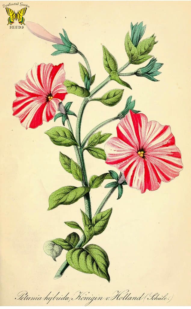 Botanical, botany, botanyillustration