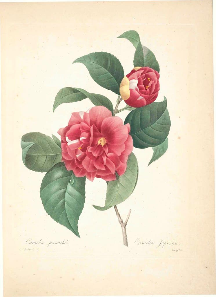 Botanical, botany, flowers