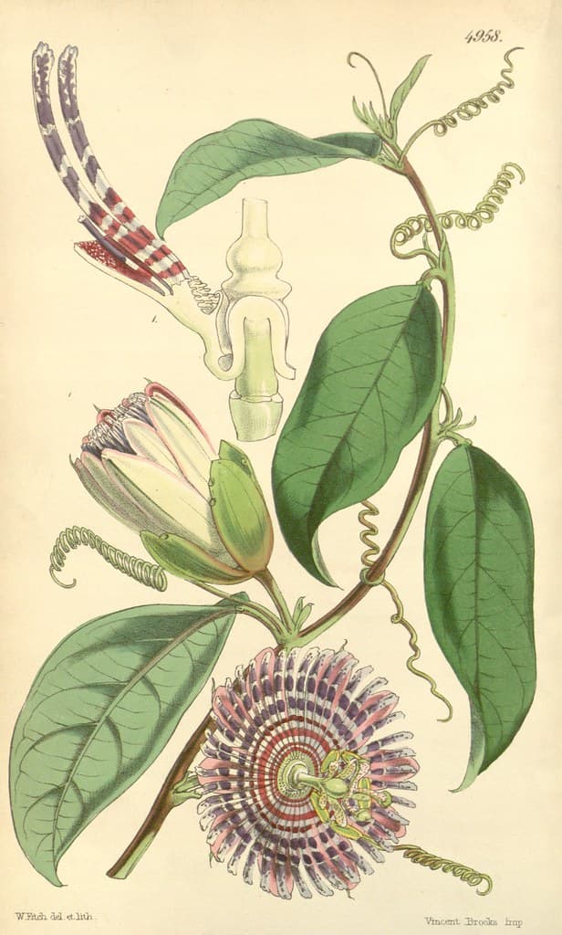 Botanical, botany, domain