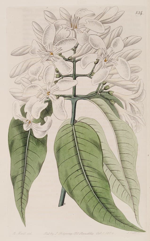 Thcentury, attribution, botanical