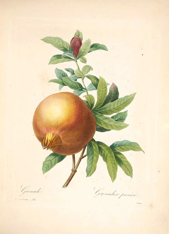 Botanical, botany, domain