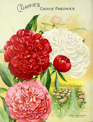 Peonies. Currie's Farm and Garden Annual (1906)