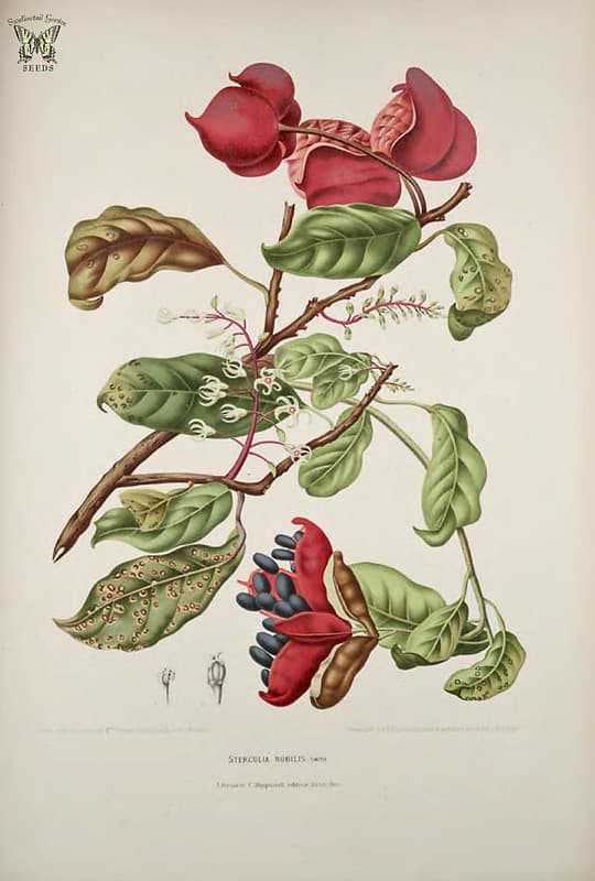 Thcentury, botanical, botany