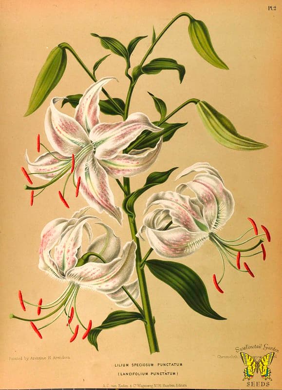 Thcentury, botanical, botany