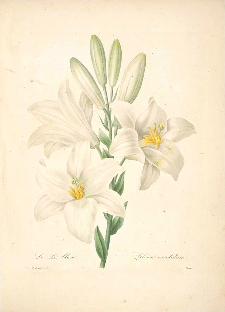 Botanical, botany, bulb
