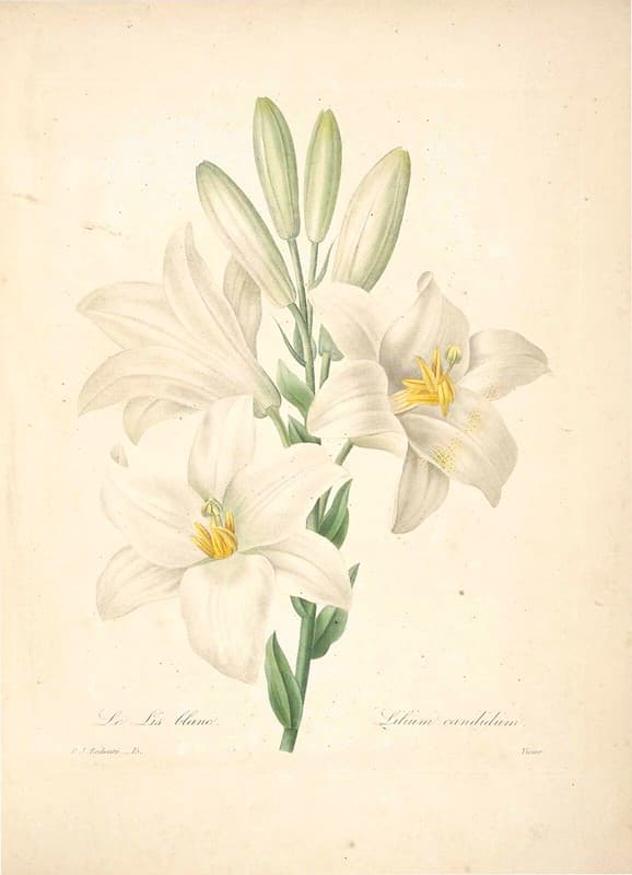 Botanical, botany, bulb