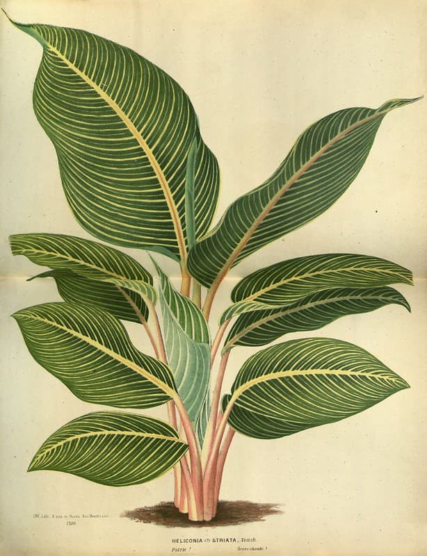 Thcentury, annuals, attractbats