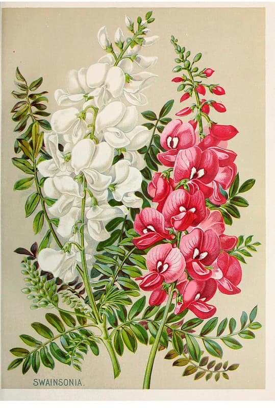 Swan Flower, Swansonia. John Lewis Childs, Inc. (1896)