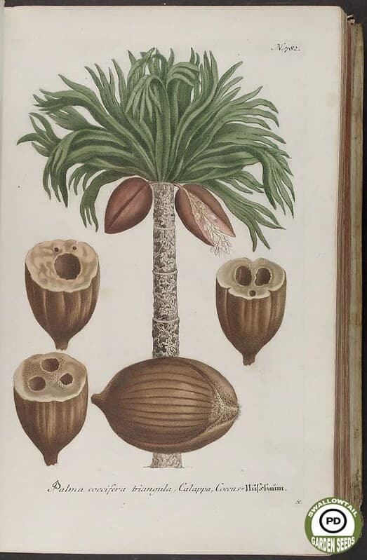 Thcentury, botanical, botany