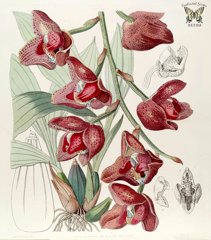 Thcentury, acinetasuperba, botanical