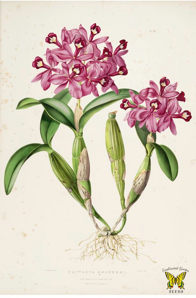 Thcentury, botanical, botany