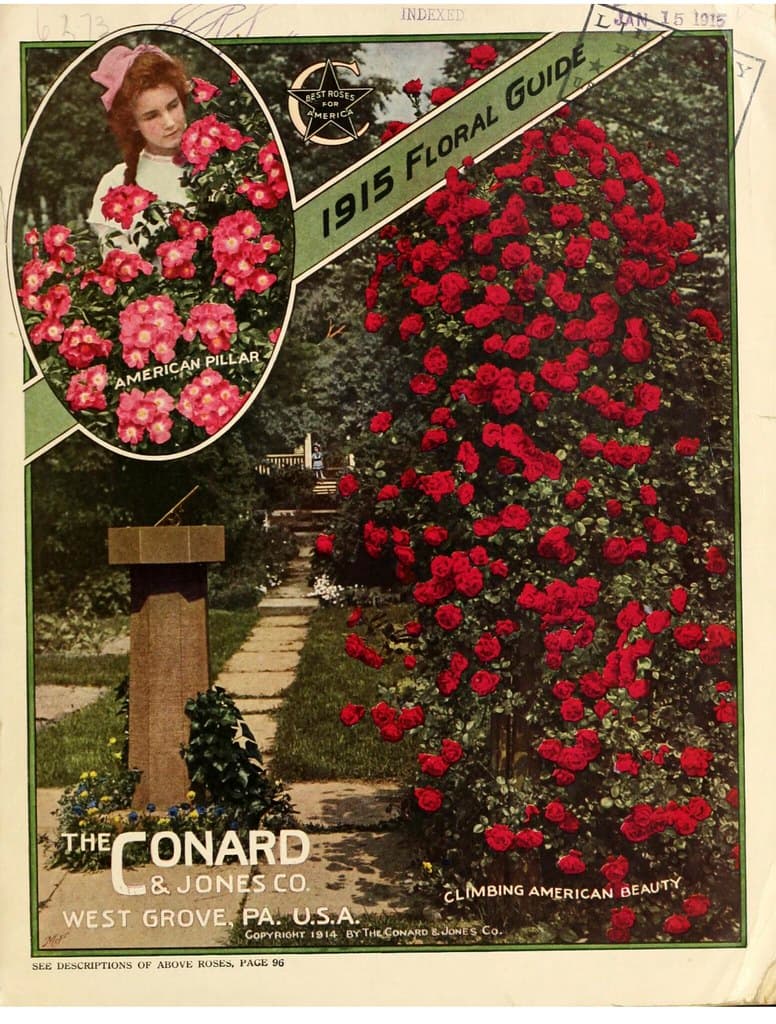 Climbing American Beauty rose. Conard and Jones Flora Guide (1915)
