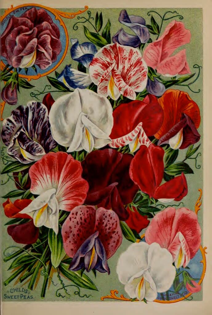 Sweet peas. John Lewis Childs seed catalog (1898).