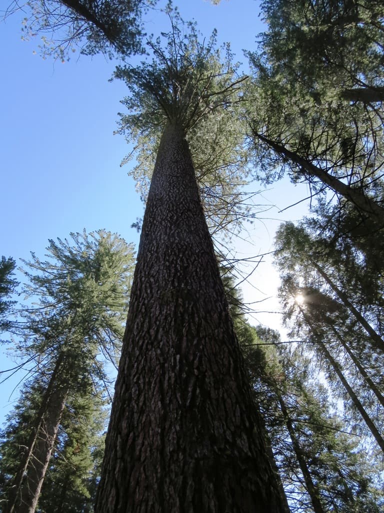 Sequoia Tree, Big Trees State Park, California