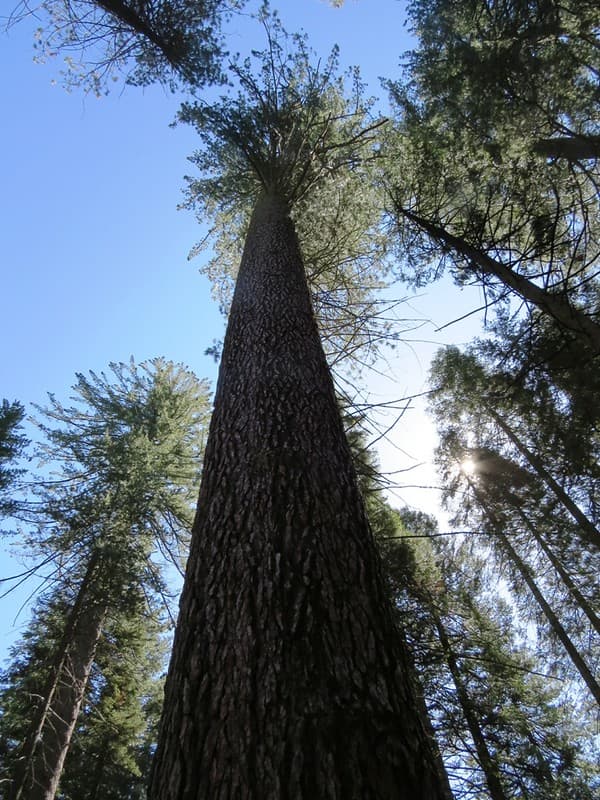 Sequoia Tree, Big Trees State Park, California