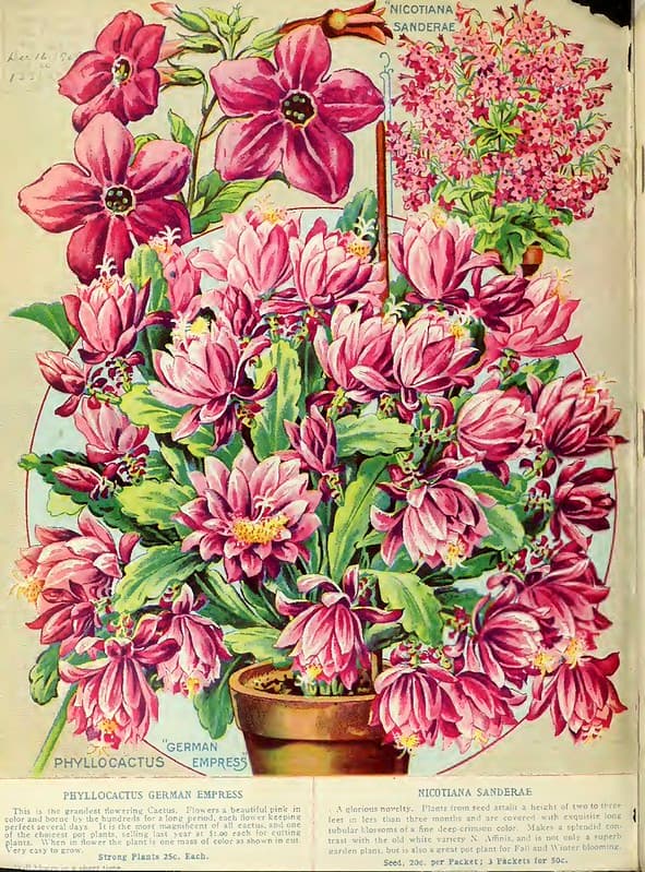 Botanical, botany, flowersorvegetables