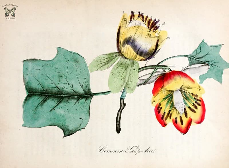 Tulip tree. Liriodendron tulipifera. The American flora vol. 3 (1855)
