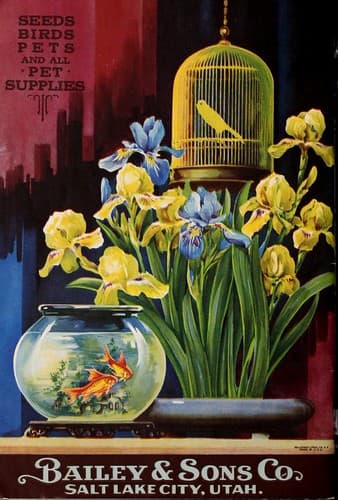 Iris. Bailey & Sons Seeds, Birds, Pets, and Pet Supplies (1932)