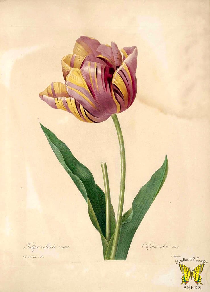 Thcentury, botanical, botany