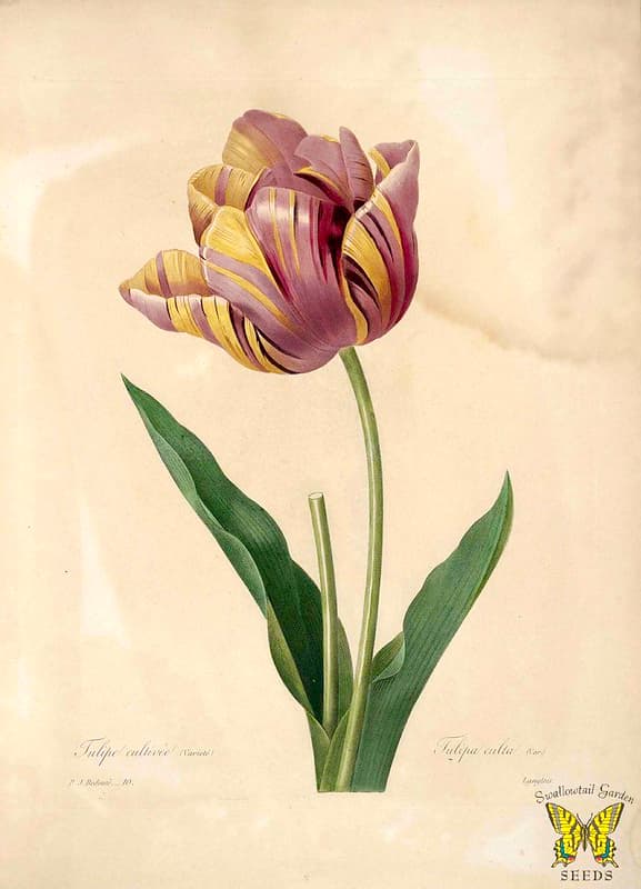 Thcentury, botanical, botany