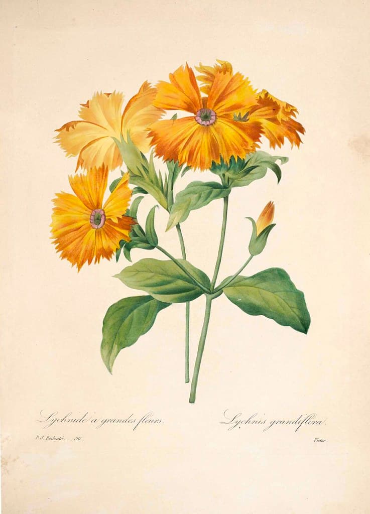 Botanical, botany, choix