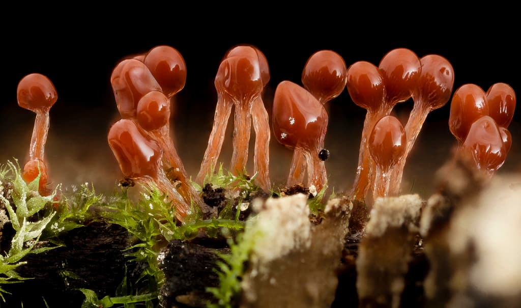Hemitrichia, Lava Lamp Slime Mold 2014-07-01-12.21.16 ZS PMax