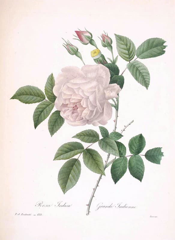 Botanical, botany, chinarose
