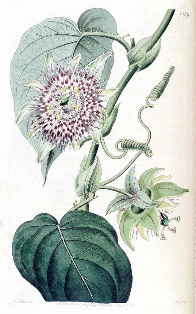 Botanical, botany, domain