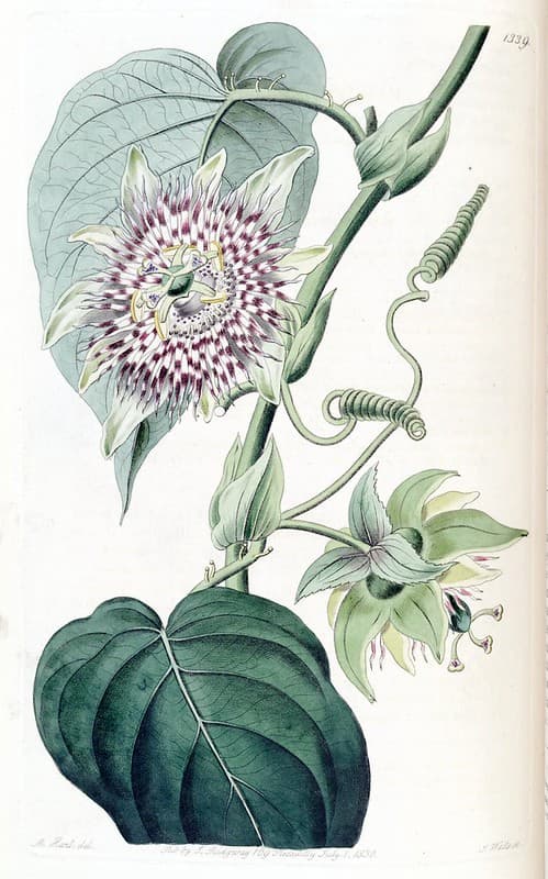 Botanical, botany, domain