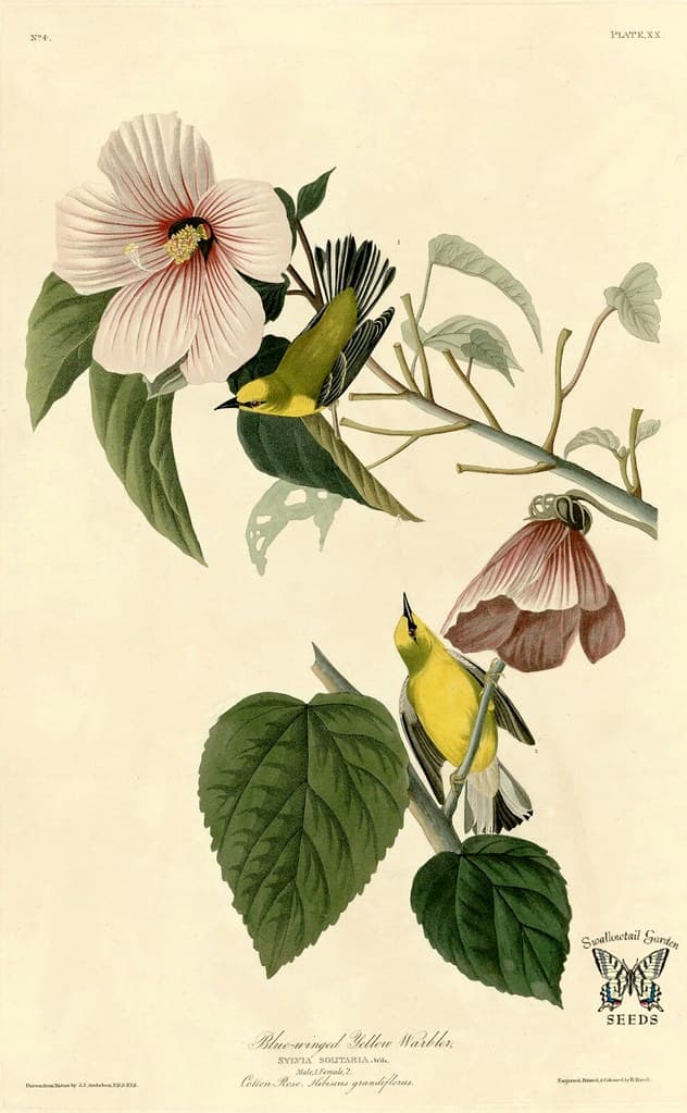 Thcentury, birdillustration, botanical