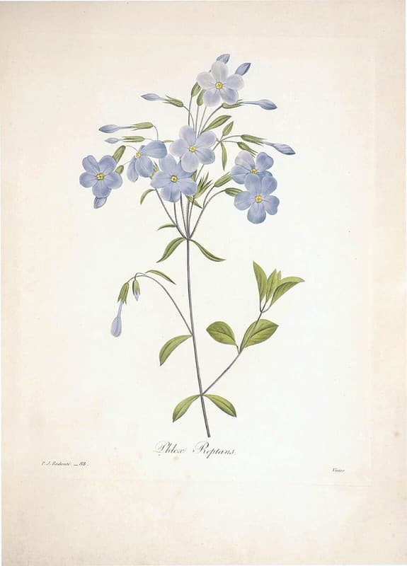 Blueflowers, bluephlox, botanical