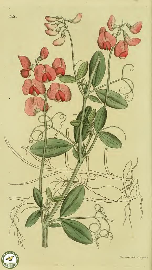 Botanical, botany, flowers