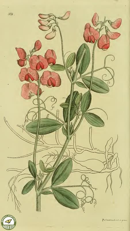 Botanical, botany, flowers