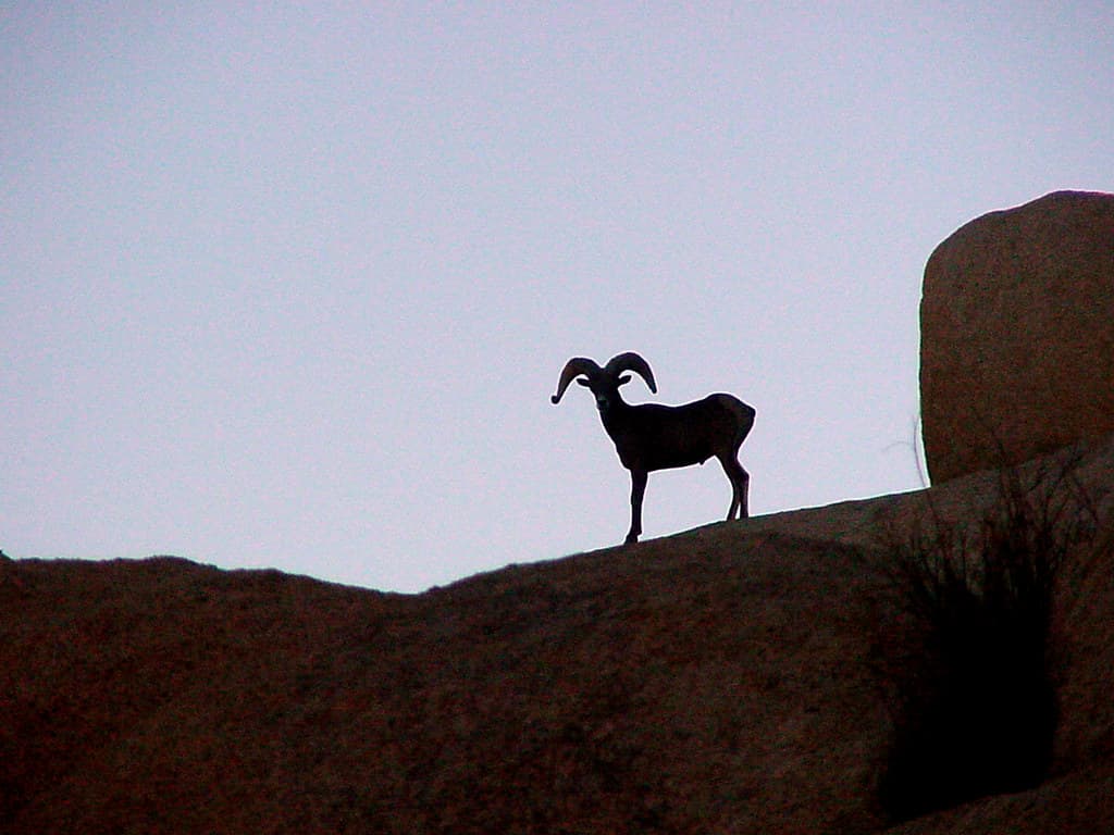 Desert bighorn sheep (Ovis canadensis nelsoni) ram